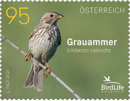 Corn Bunting (Emberiza calandra)