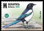 Eurasian Magpie (Pica pica)
