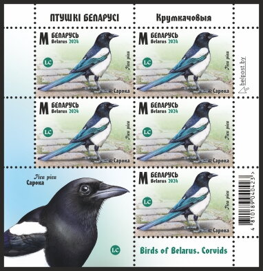 Eurasian Magpie (Pica pica)