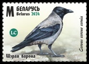 Hooded Crow
