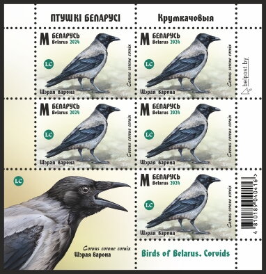 Hooded Crow