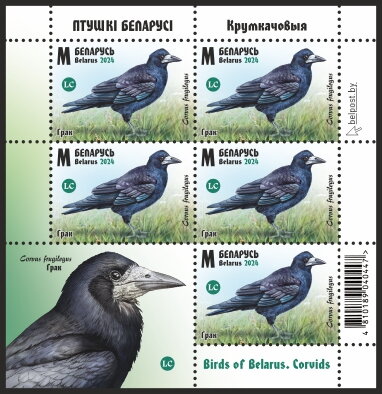 Rook (Corvus frugilegus)