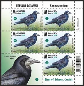 Full Pane, Rook (Corvus frugilegus), Belarus,  , Animals (Fauna), Birds