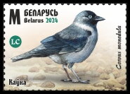 Western Jackdaw (Coloeus monedula)