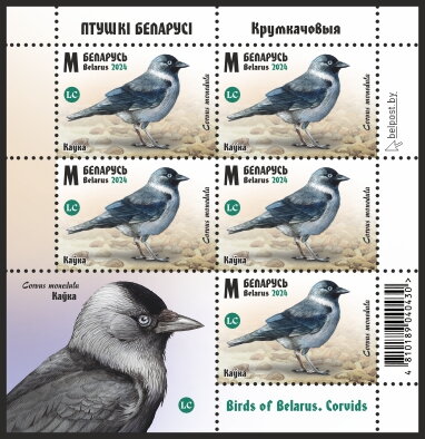 Western Jackdaw (Coloeus monedula)