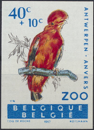 Andean Cock-of-the-rock (Rupicola peruviana)