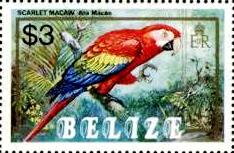 Scarlet Macaw (Ara macao)