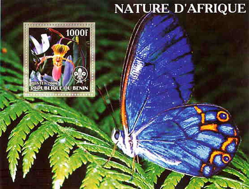 Butterflies