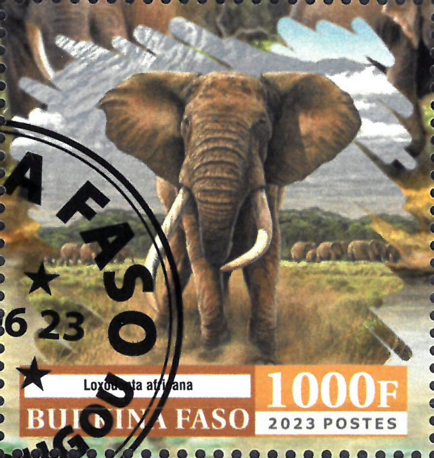 Elephant