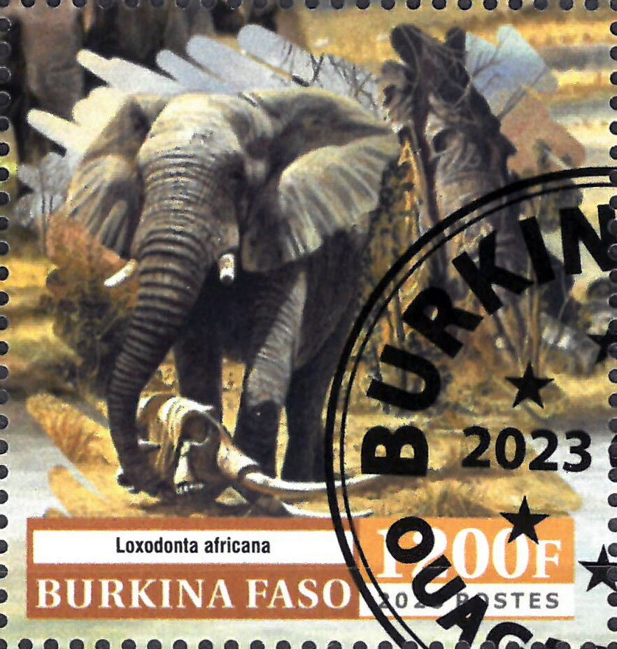Elephant