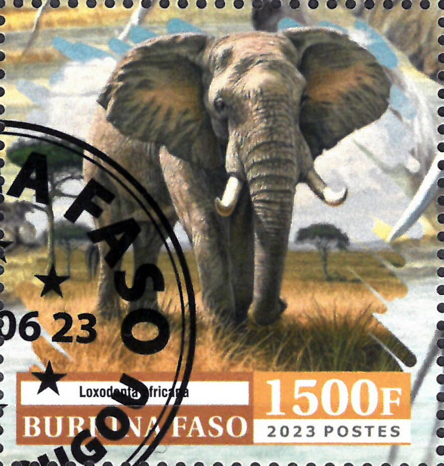 Elephant