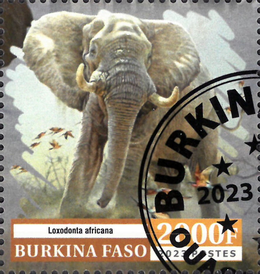 Elephant