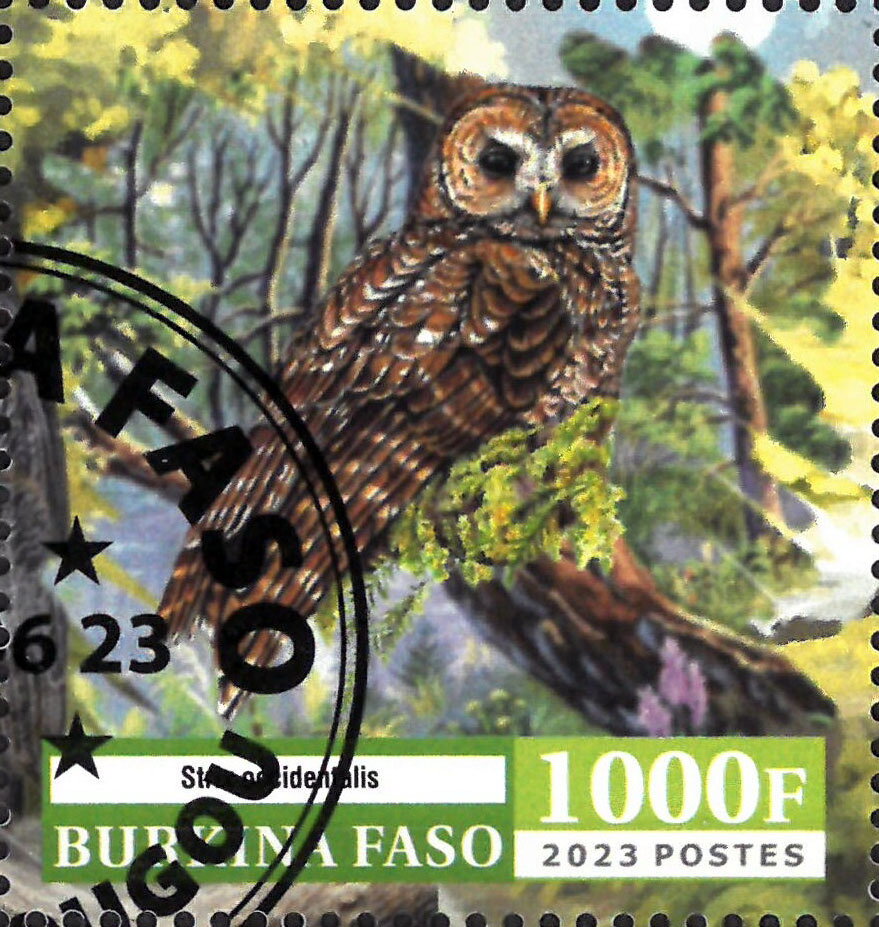 Owl