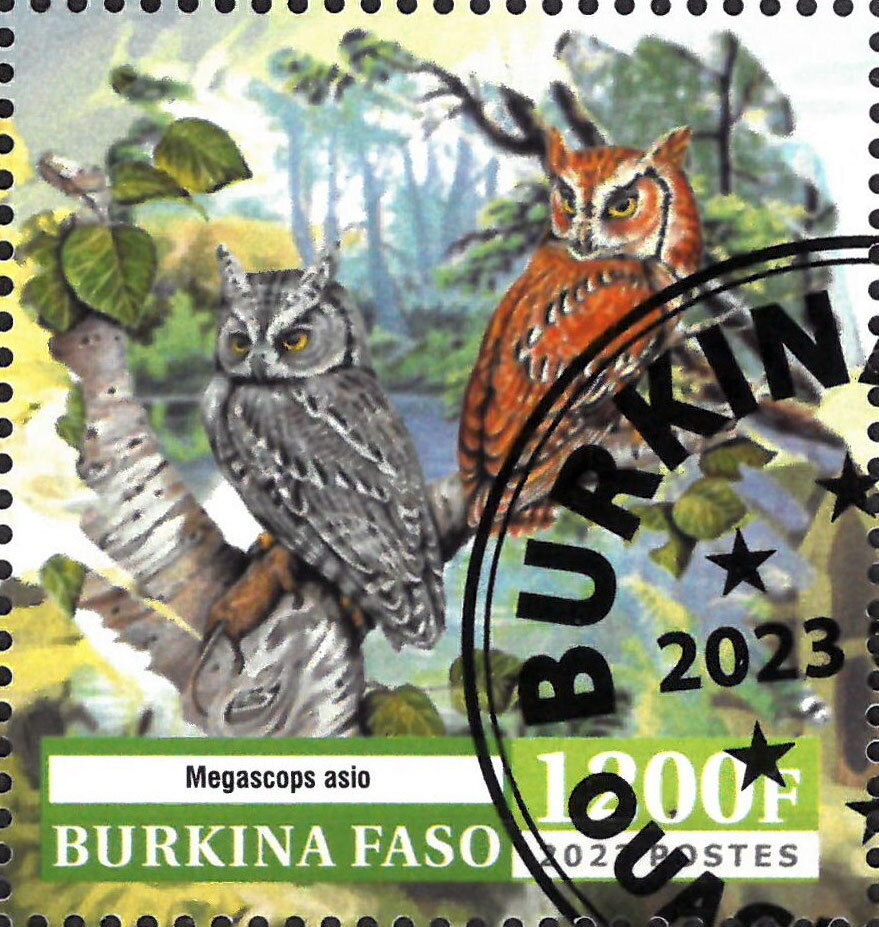 Owl