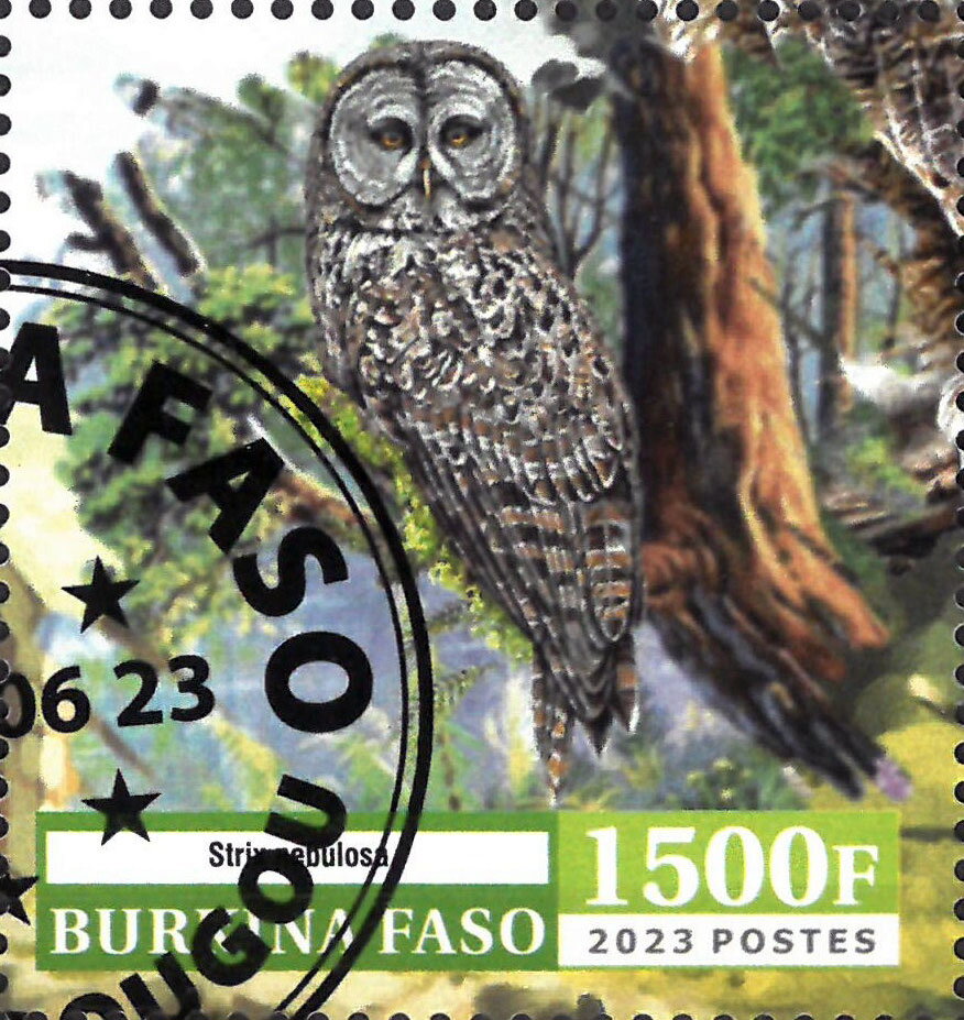 Owl