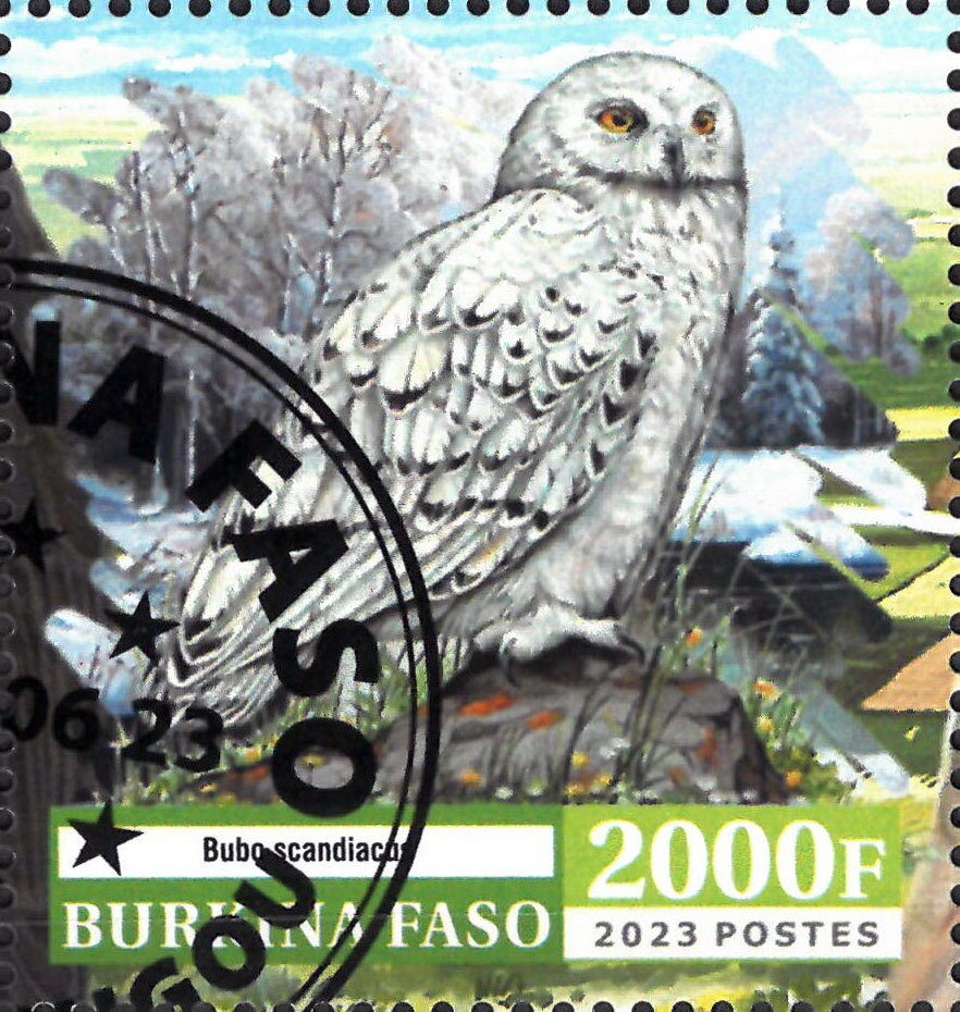 Owl