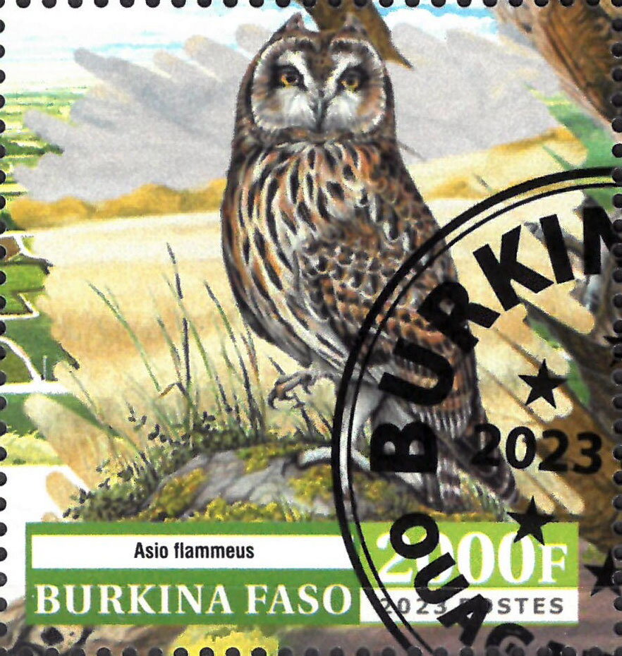 Owl