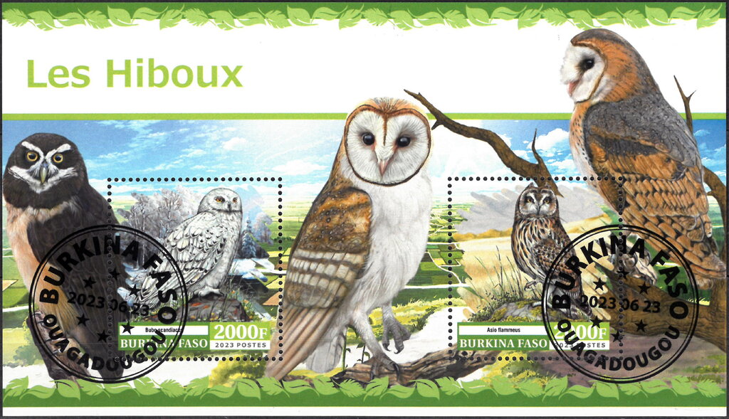 Owls