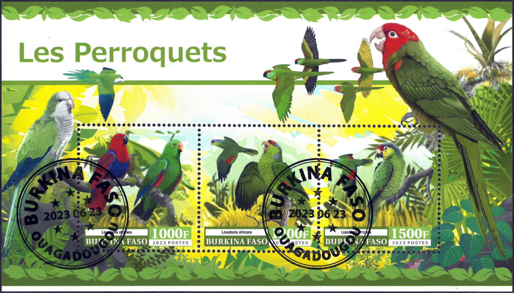Parrots