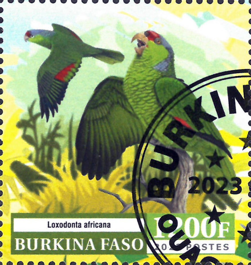 Parrots