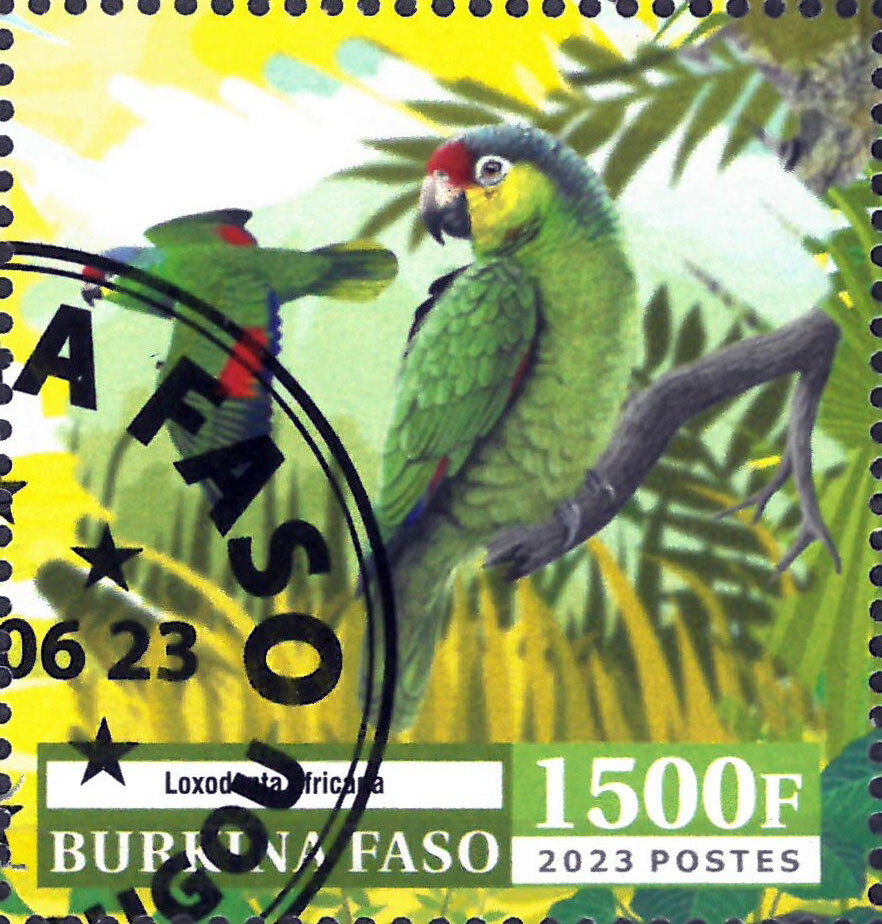 Parrots