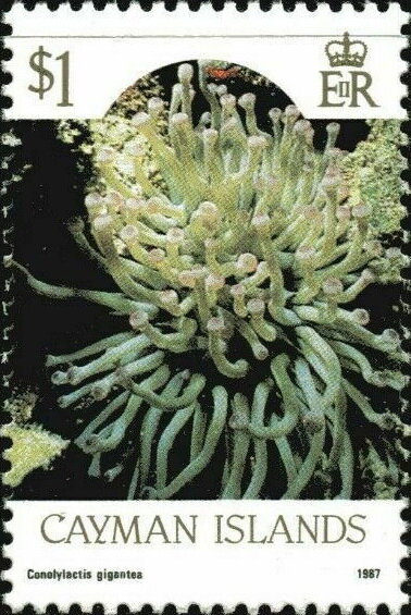 Carribean Sea Anemone (Conolylactis gigantea)