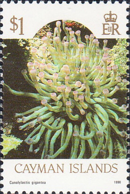 Carribean Sea Anemone (Conolylactis gigantea)