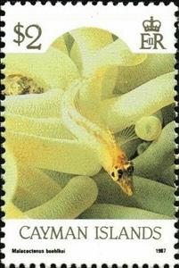 Stamp, Diamond Blenny (Malacoctenus boehikel), Cayman Islands,  , Animals (Fauna), Fishes, Sea Life