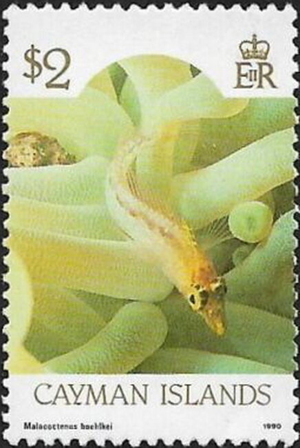 Diamond Blenny (Malacoctenus boehikel)