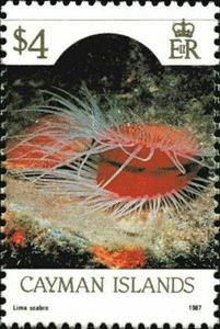 Stamp, Flame Scallop (Lima scabra), Cayman Islands,  , Animals (Fauna), Molluscs, Sea Life, Shells