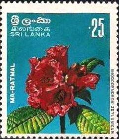 Ma-Ratmal - Rhododendron zeylanicum