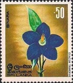 Stamp, Binara - Exacum trinerve, Sri Lanka,  , Flowers, Plants (Flora)