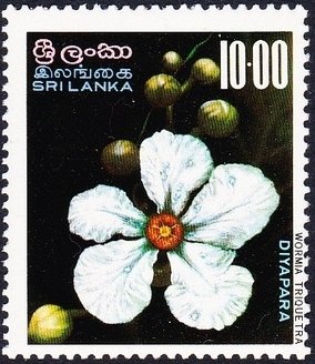 Diyapara