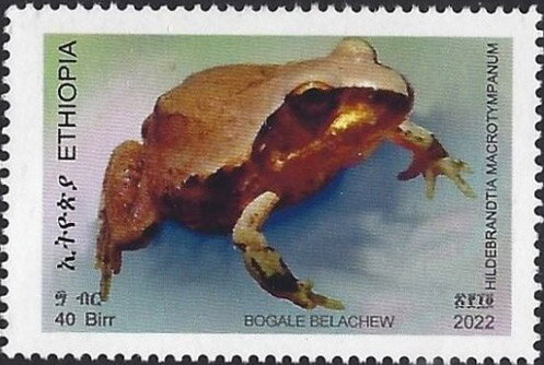 Hildebrandtia macrotympanum