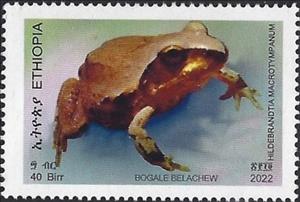Stamp, Hildebrandtia macrotympanum, Ethiopia,  , Frogs