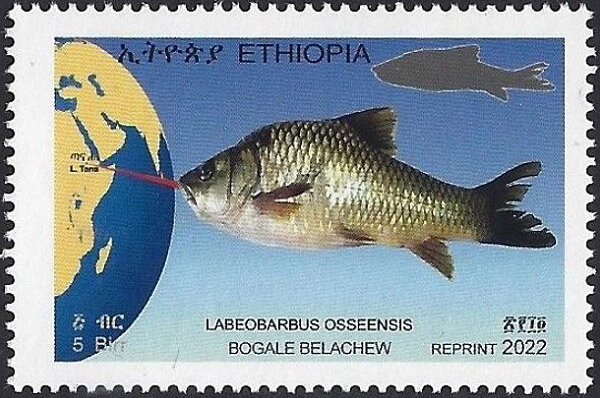 Labeobarbus osseensis Dated 2022