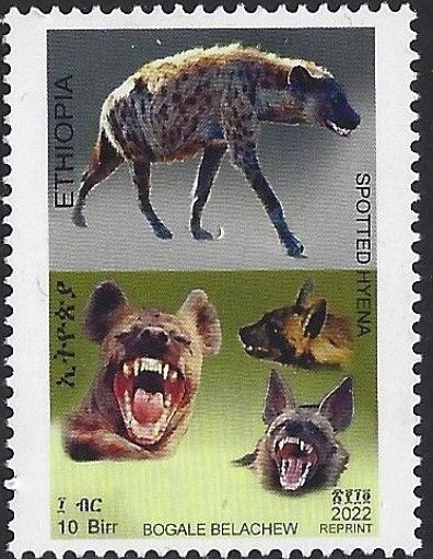 Spotted Hyena (Crocuta crocuta) Dated 2022