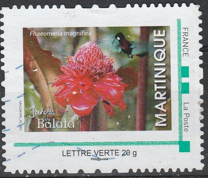 Balata Garden Martinique Fhaeomeria magnifica, humming bird