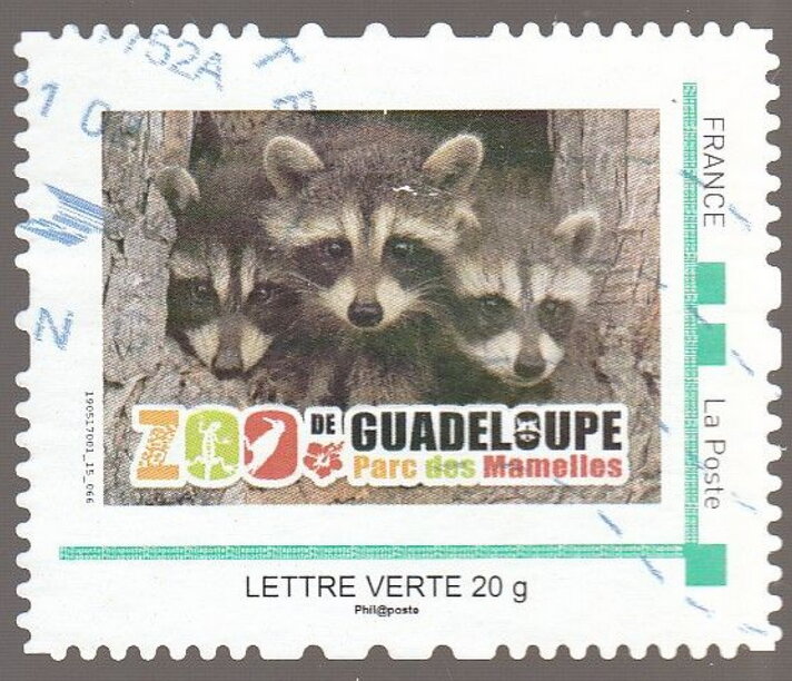 Racoons Parc des Mamelles