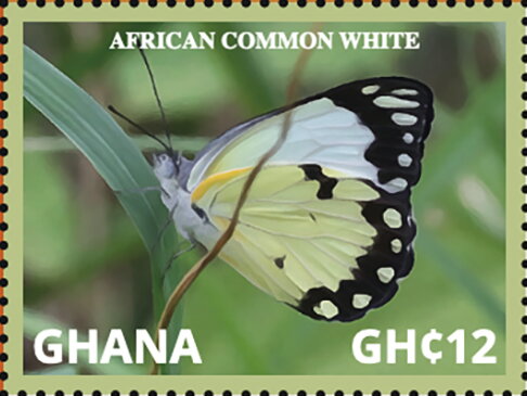 African Common White (Belenois creona)