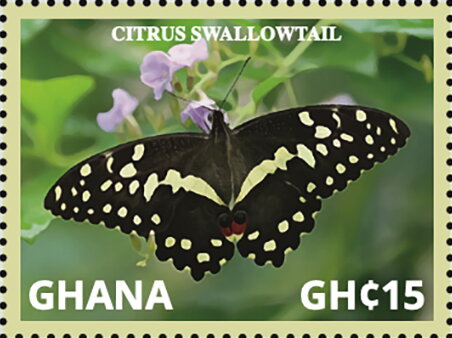 Citrus Swallowtail (Papilio demodocus)
