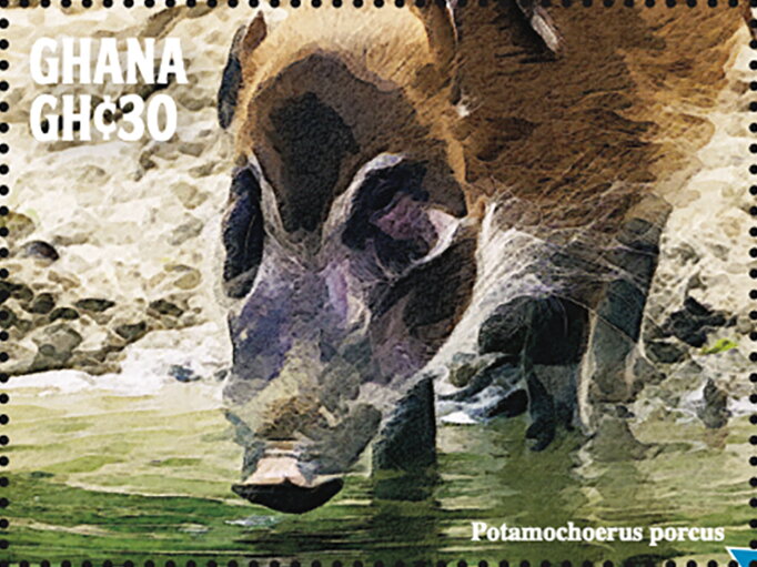 Red River Hog (Potamochoerus porcus)