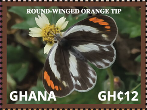 Round-winged Orange Tip (Colotis euippe)