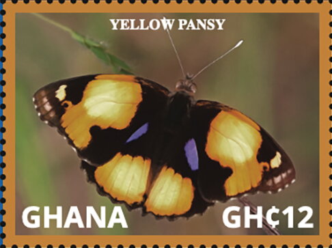 Yellow Pansy (Junonia hierta)