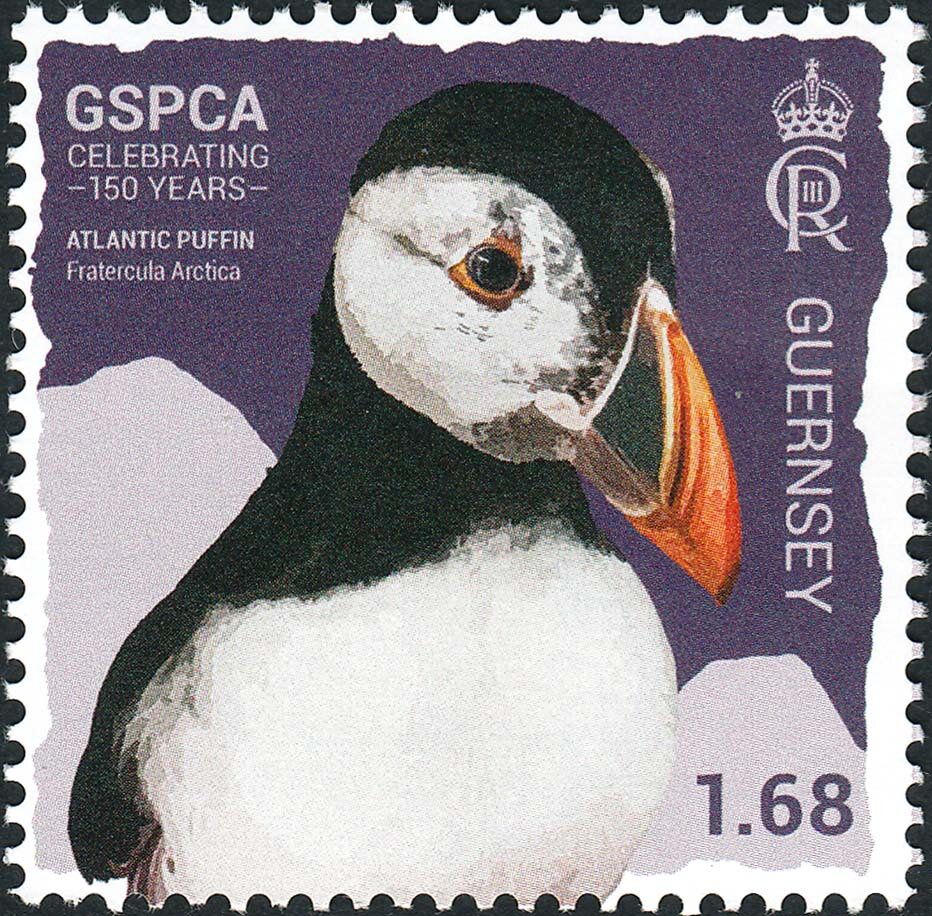 Atlantic Puffin (Fratercula Arctica)