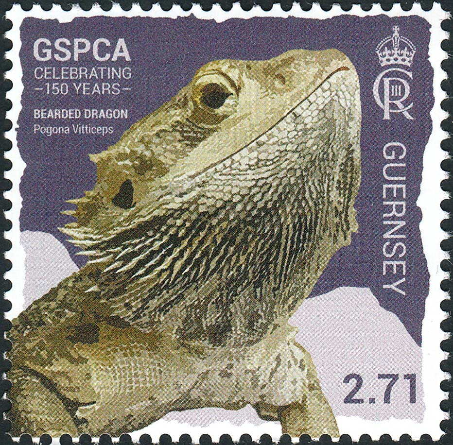 Bearded Dragon (Pogona Vitticeps)