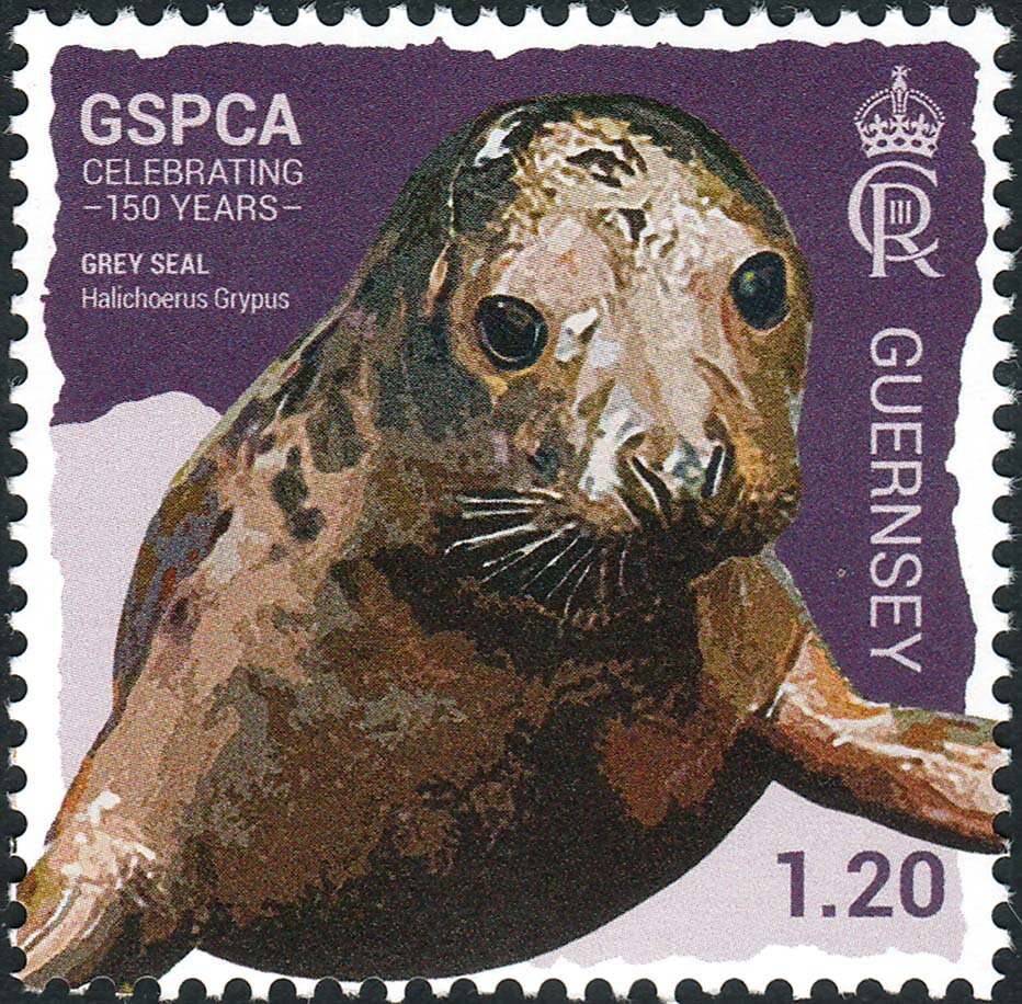 Grey Seal (Halichoerus Grypus)