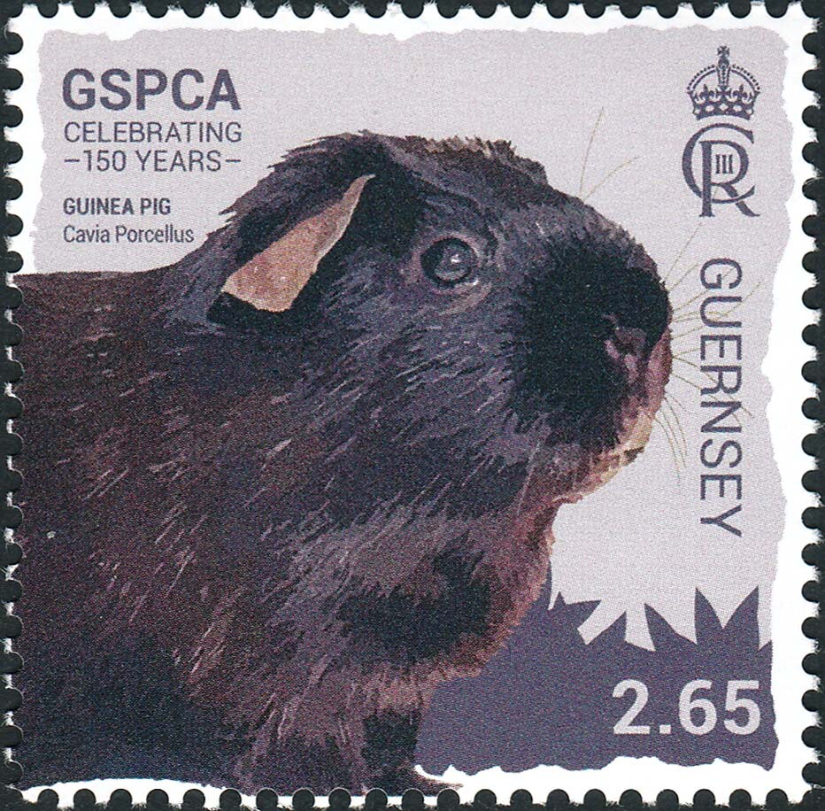 Guinea Pig (Cavia Porcellus)