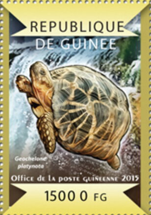 Burmese Star Tortoise (Geochelone platynota)