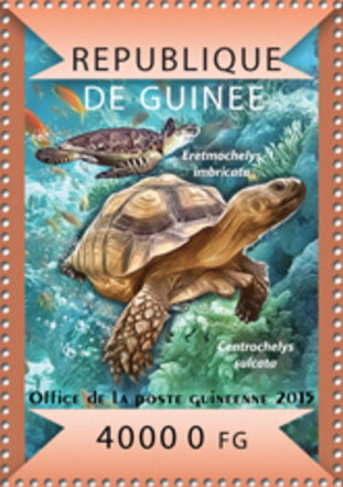 Eretmochelys imbricata and Centrochelys sulcata